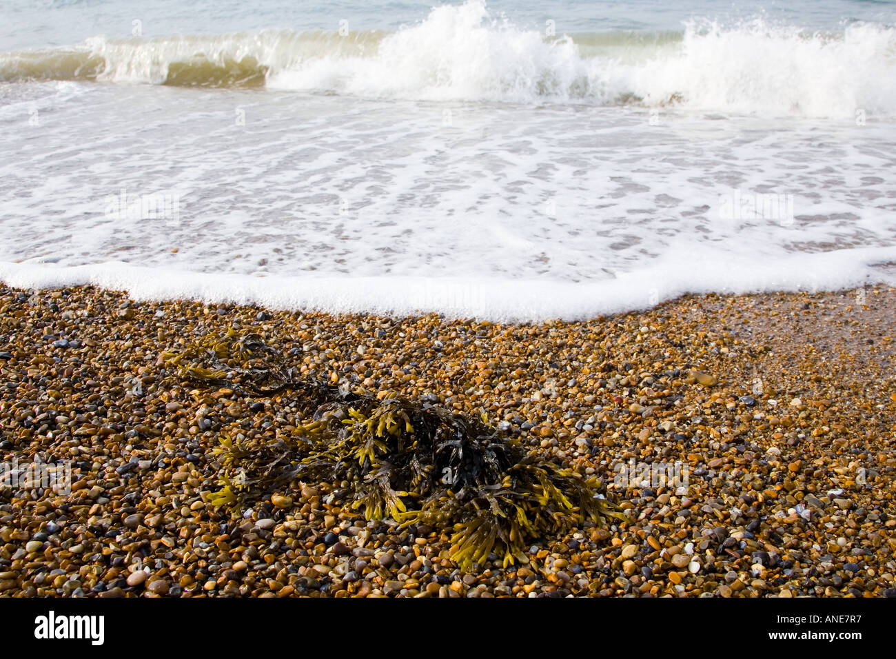 Seegras angespült Cley Beach North Norfolk Küste Vereinigtes Königreich Stockfoto