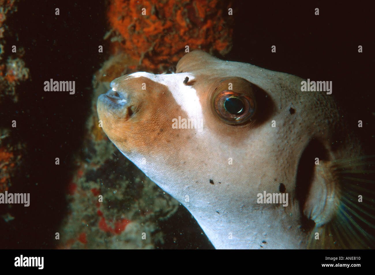 Kugelfisch Kopf detail Arothron sp Coral Queen Schiffbruch Madang Papua-Neuguinea South Pacific Stockfoto