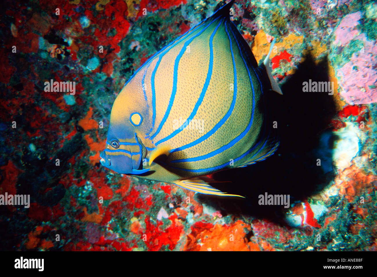 Blau beringt Kaiserfisch-Pomacanthus Annularis Similan Inseln Thailand Andaman Sea Stockfoto