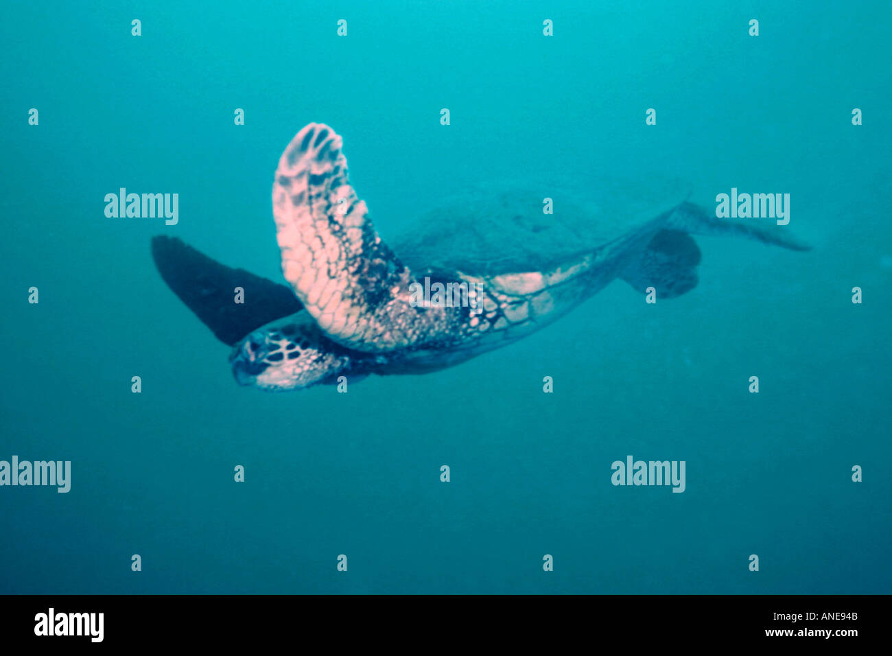 Grüne Meeresschildkröte mit Fibropapilloma Virus feststellen Tumor wächst über linken Auge Chelonia Mydas YO 237 Schiffbruch Oahu Hawaii USA Stockfoto