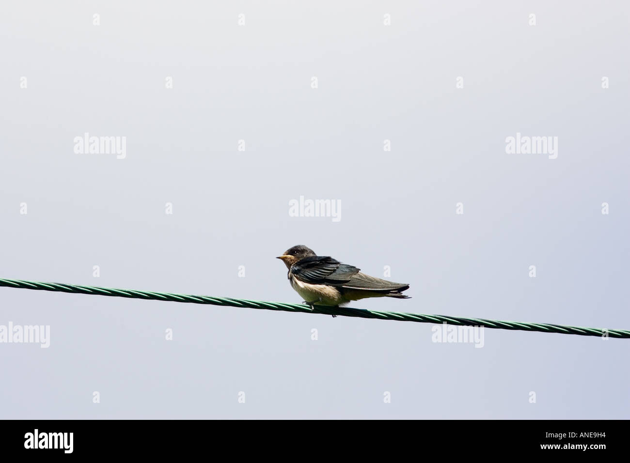 Junge Schwalbe thront auf einem Fernschreiber Draht Cotswolds Vereinigtes Königreich Stockfoto