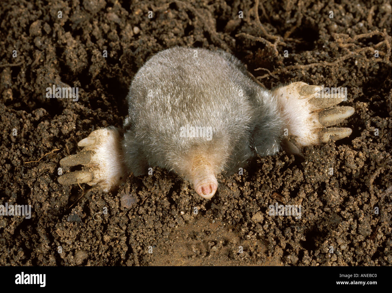 Östlichen Maulwurf (Scalopus Aquaticus) Stockfoto