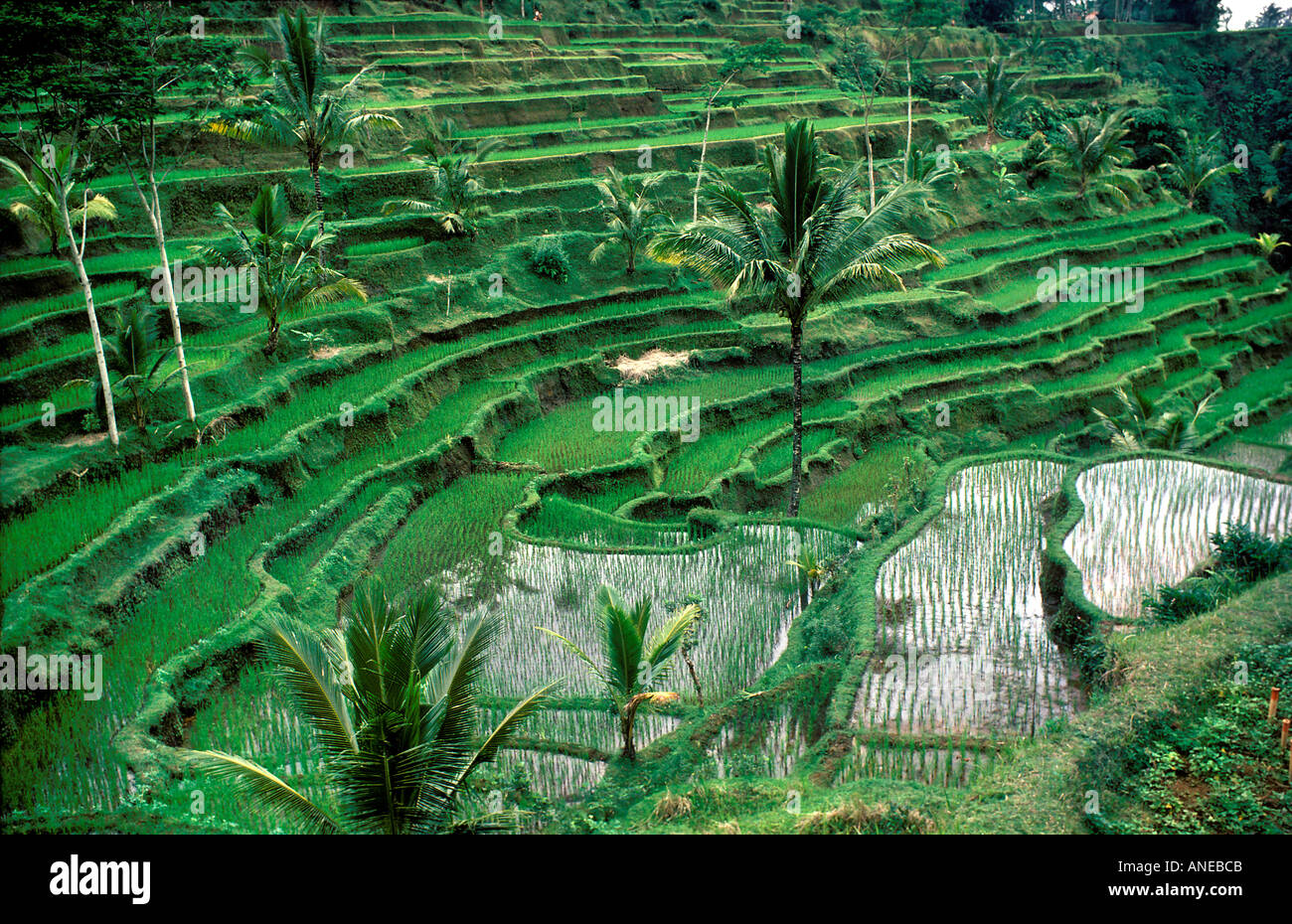 Reis-Paddy-Terrassen-Bali-Indonesien Stockfoto