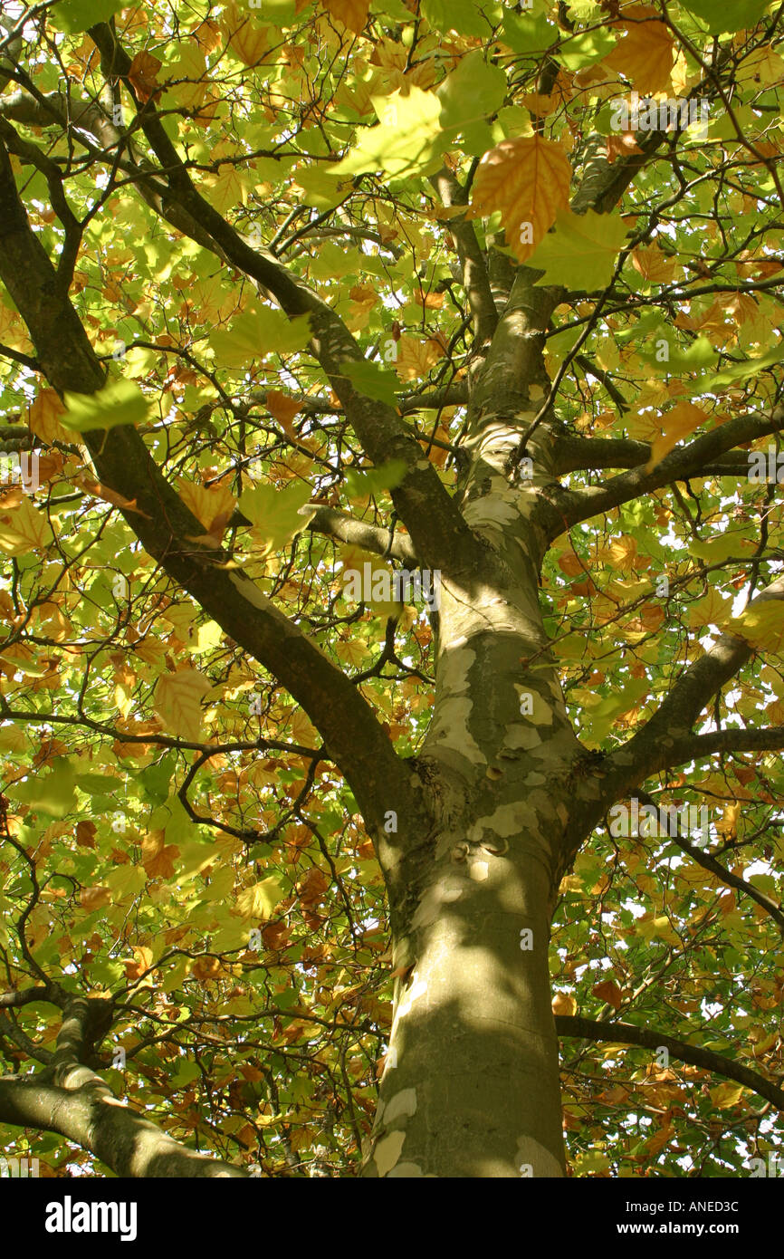 Nach oben durch die Zweige einer Platane im Herbst Stockfoto