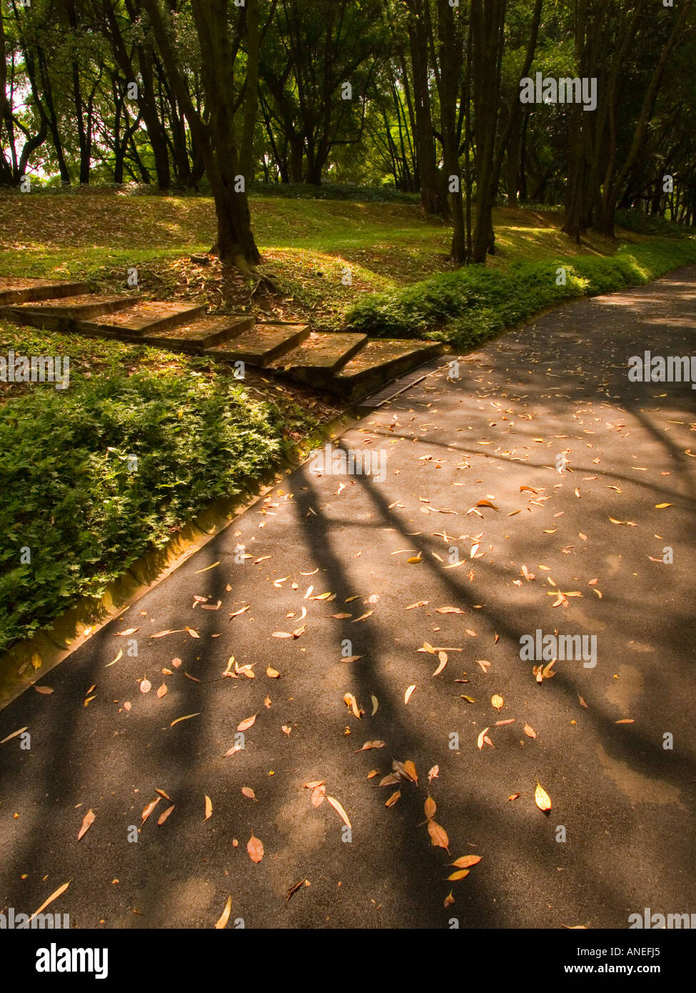 Kent Ridge Park, Singapur. Baum und Schatten, golden Stockfoto