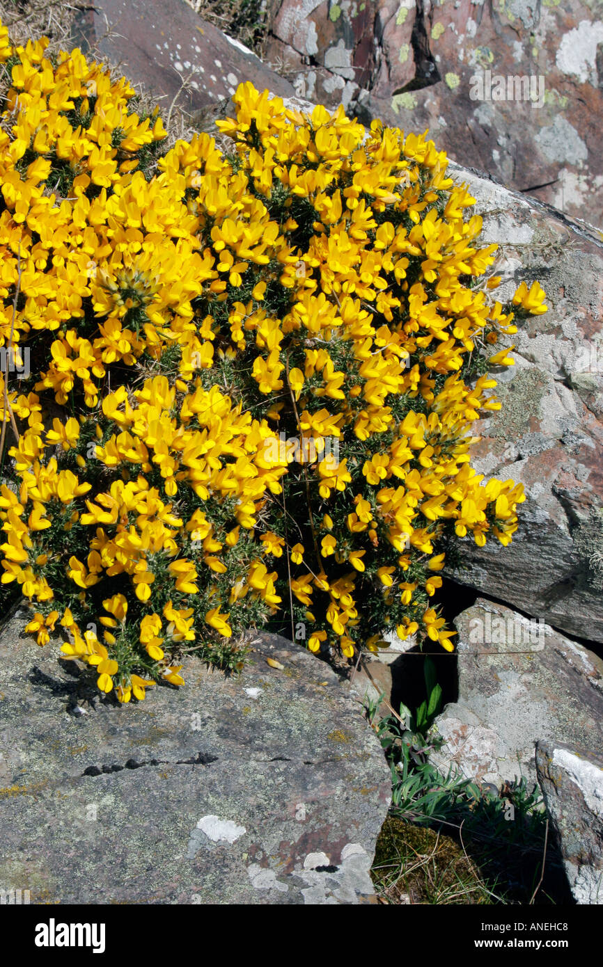 Gelben Blüten der wilden Strauch Ginster wächst in den Felsen in Schottland botanische Name Ulex europaeus Stockfoto