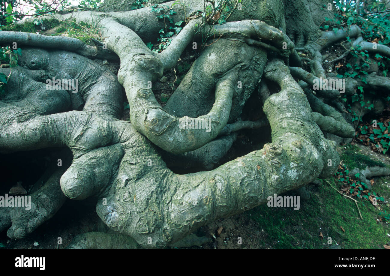 Buche Baum Wurzeln Winter Stockfoto