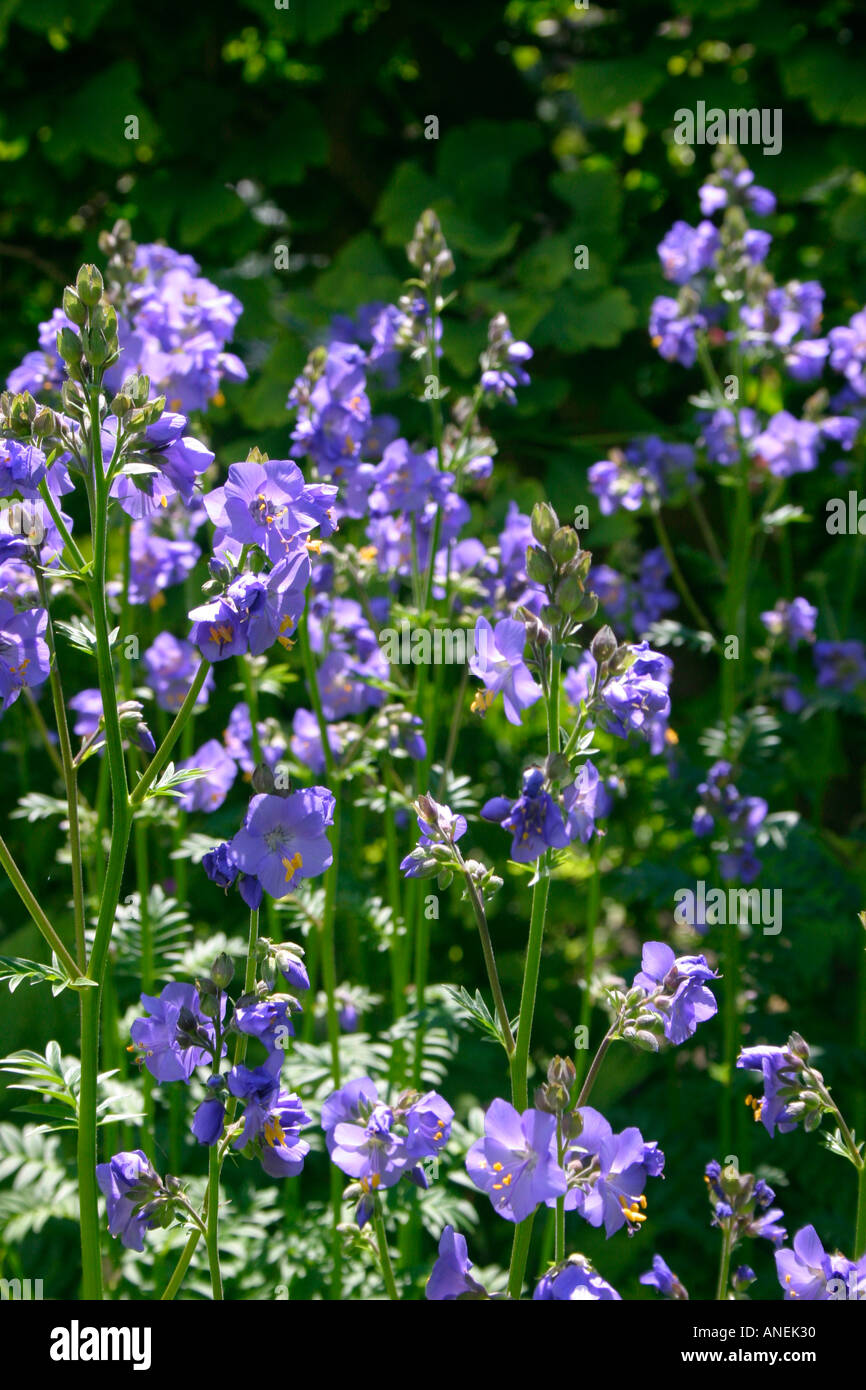 Blauen Blüten von Stauden mehrjährige Gartenpflanze Polemonium