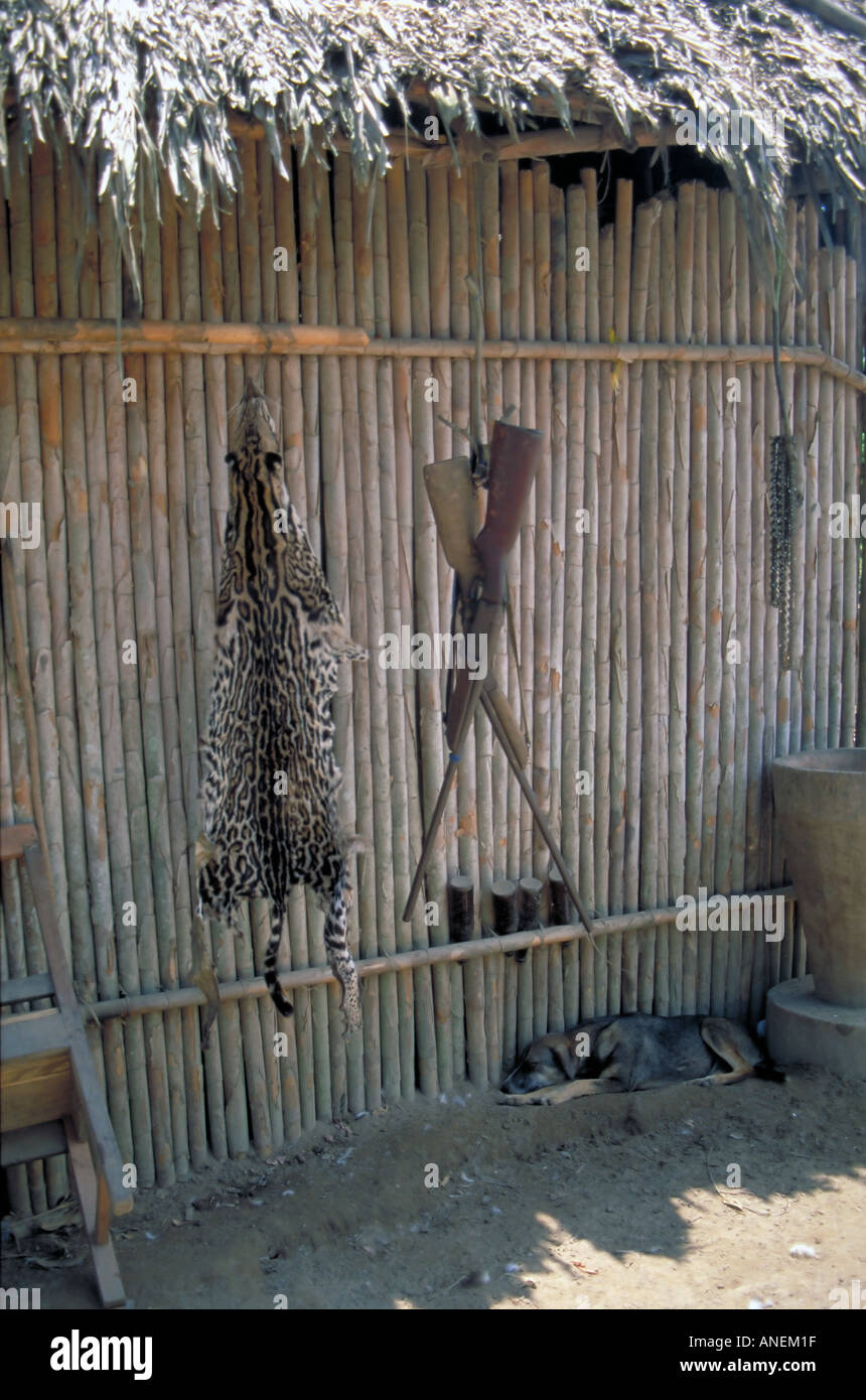 Schrotflinten Kettensäge Ketten und Fell von einem frisch getöteten Jaguar Panthera Onca hängen neben einer Bambushütte in der Amazon-Bolivien Stockfoto