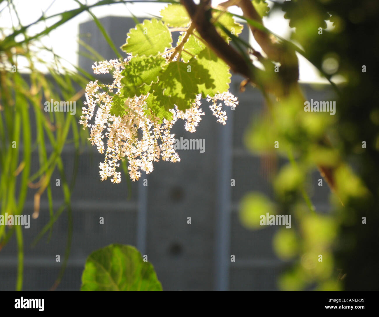 Blumen in der Sonne blühen Myrrhe in der Garten-Brasilia-BR Stockfoto