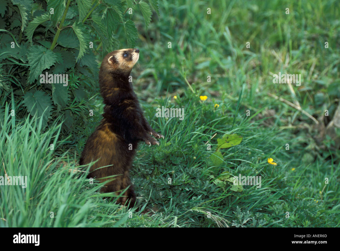 Iltis Mustela Putorius stehend auf Hinterbeine in hohe Gräser Stockfoto