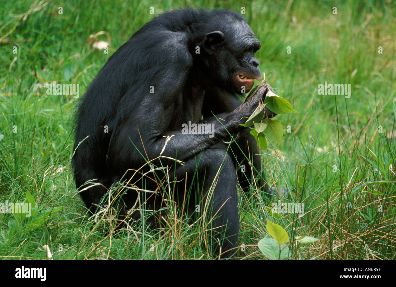 Bonobo Pan Paniscus sitzen Essen Vegetation Congo River Basin Zentralafrika Stockfoto