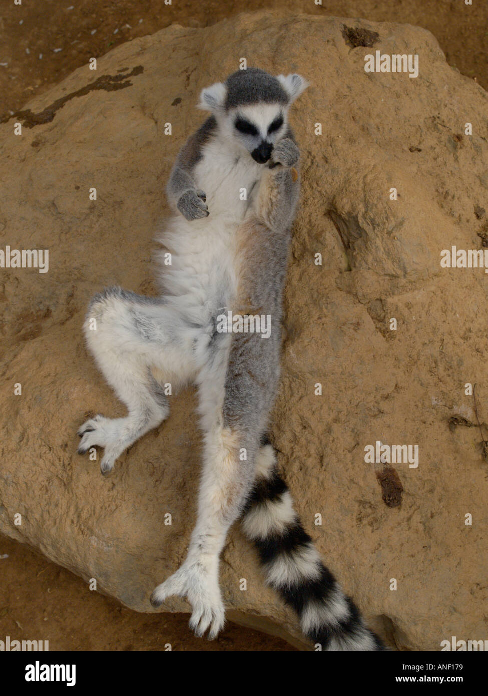 Ring-Tailed Lemur in liegender Pose mit Handhaltung geeignet, um im Bild der Handy-fallen Stockfoto