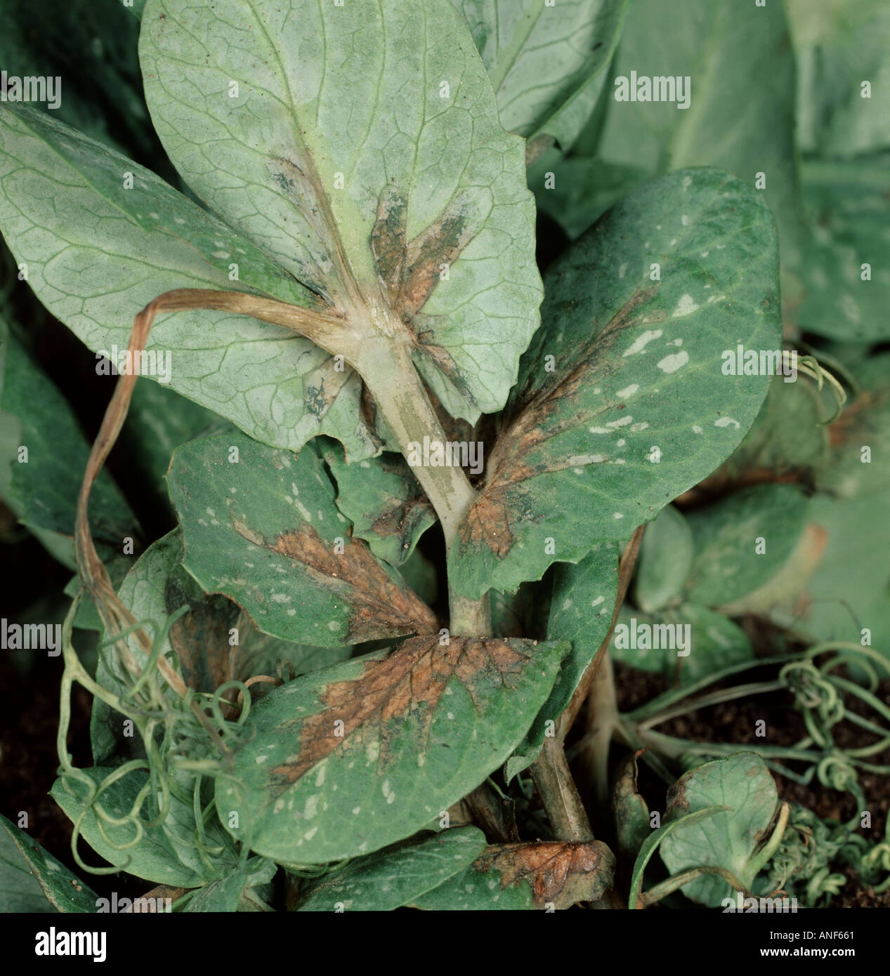 Bakterielle Fäulnis Pseudomonas Syringae pv Pisi auf Blättern und