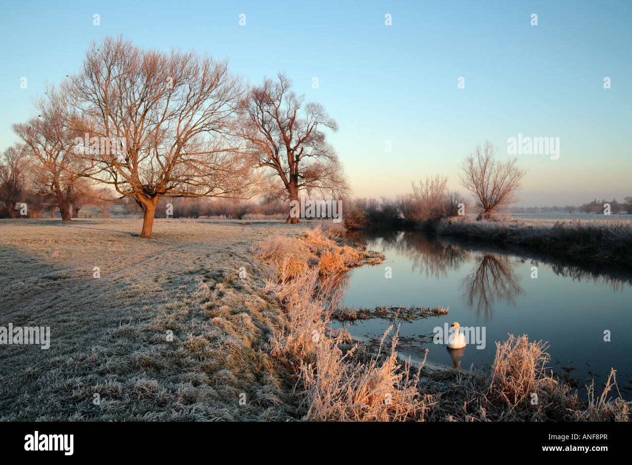 Grantchester Wiesen und den "Fluss Cam" an einem frostigen Morgen Schwan auf dem Fluss, Cambridge Stockfoto