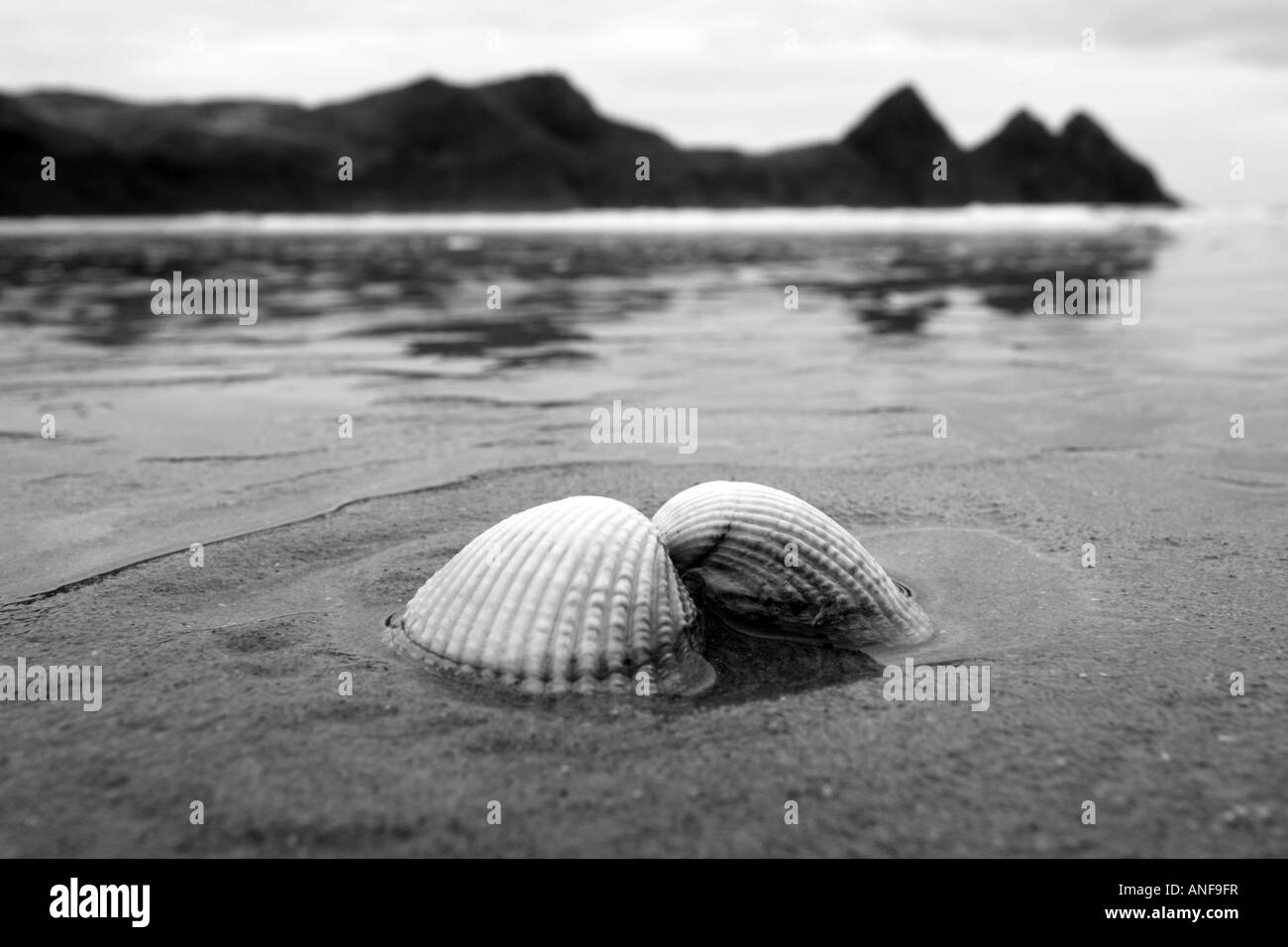 Herzmuschel-Shell auf dem Sand drei Klippen Bucht "Gower Peninsula", Wales Stockfoto