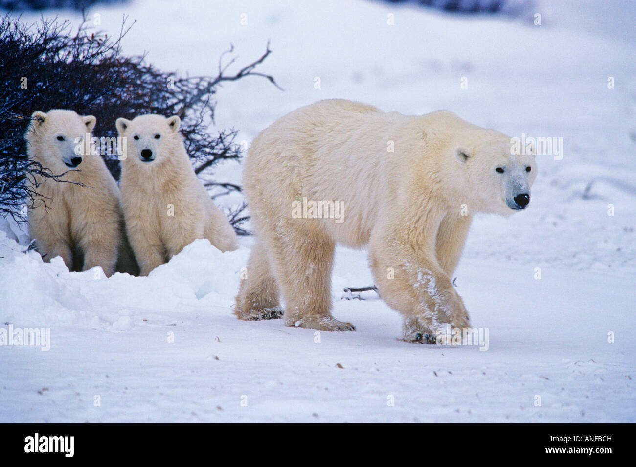 Polar Bear Cubs "und" Mutter, Churchill, Manitoba, Kanada. Stockfoto
