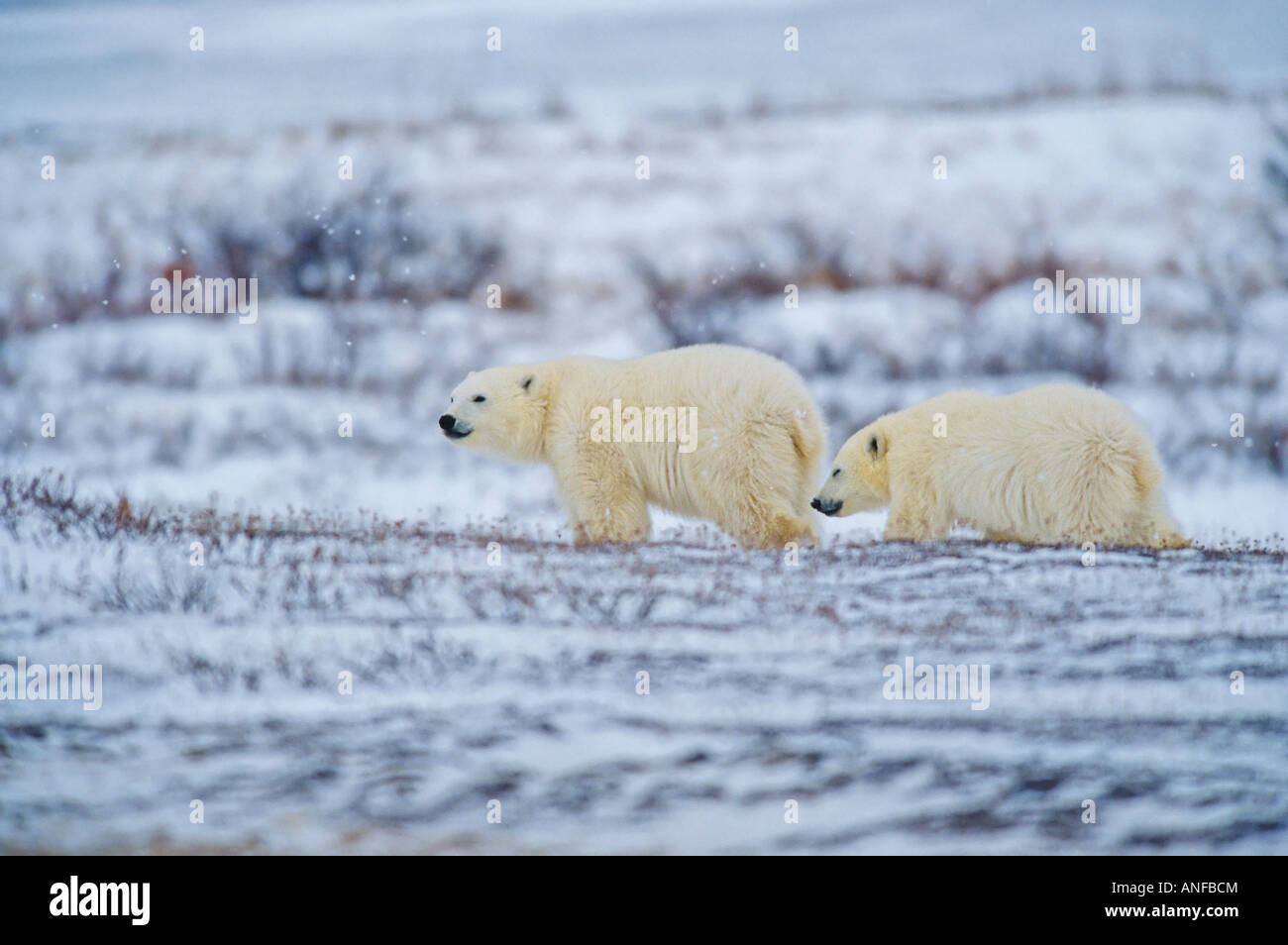 Polar Bear Cubs in der Tundra, Churchill, Manitoba, Kanada. Stockfoto