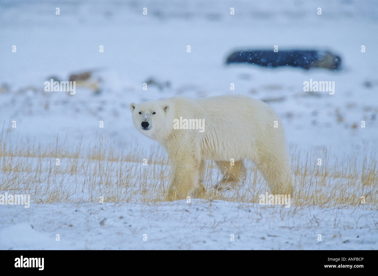 Eisbär in der Tundra, Churchill, Manitoba, Kanada. Stockfoto