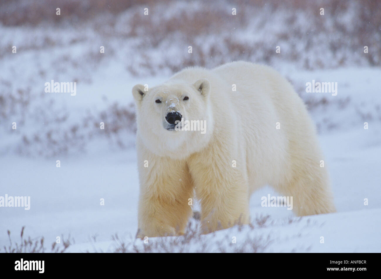 Eisbär auf Tundra, Churchill, Manitoba, Kanada. Stockfoto