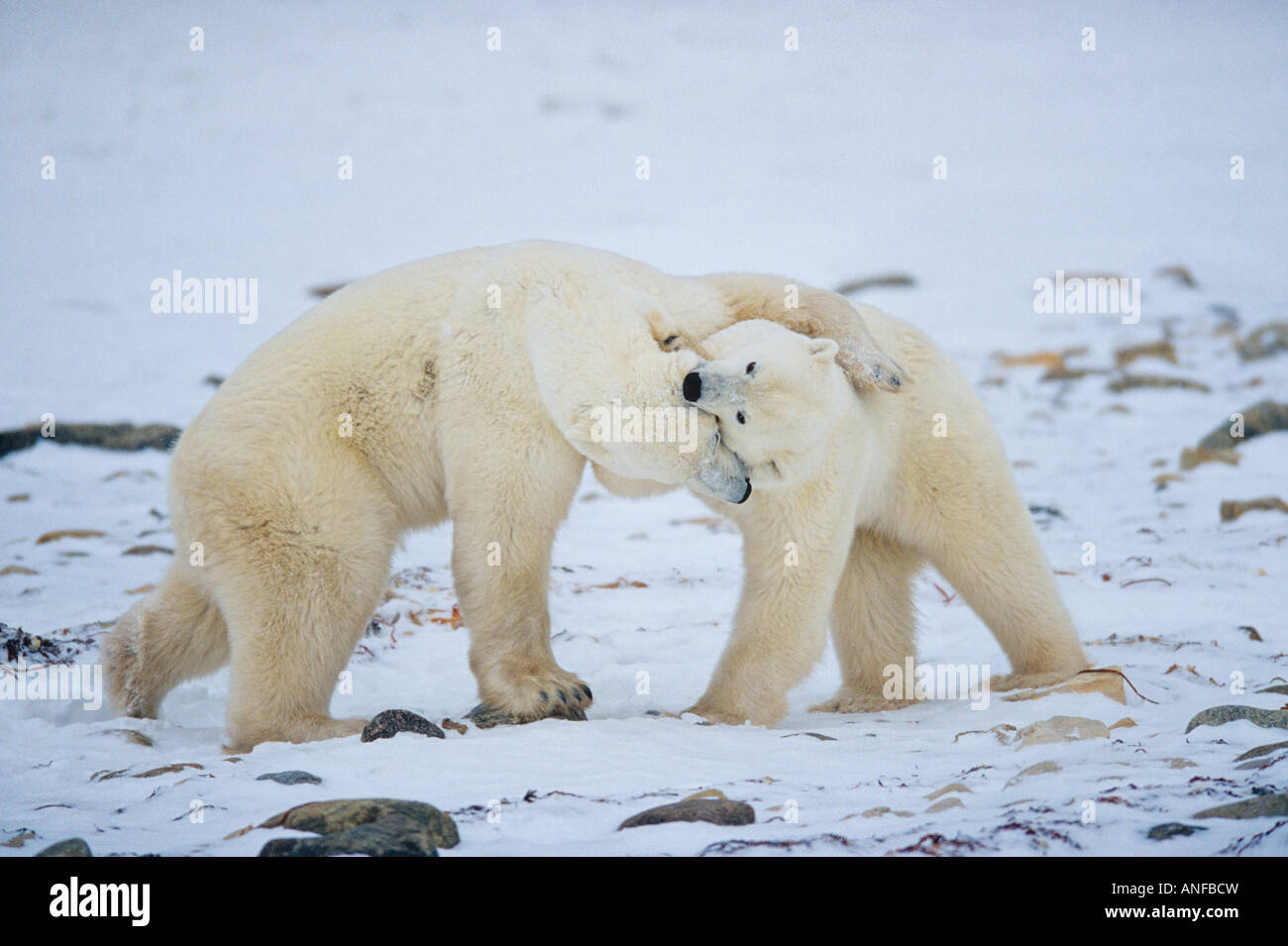 Eisbären sparring, Churchill, Manitoba, Kanada. Stockfoto