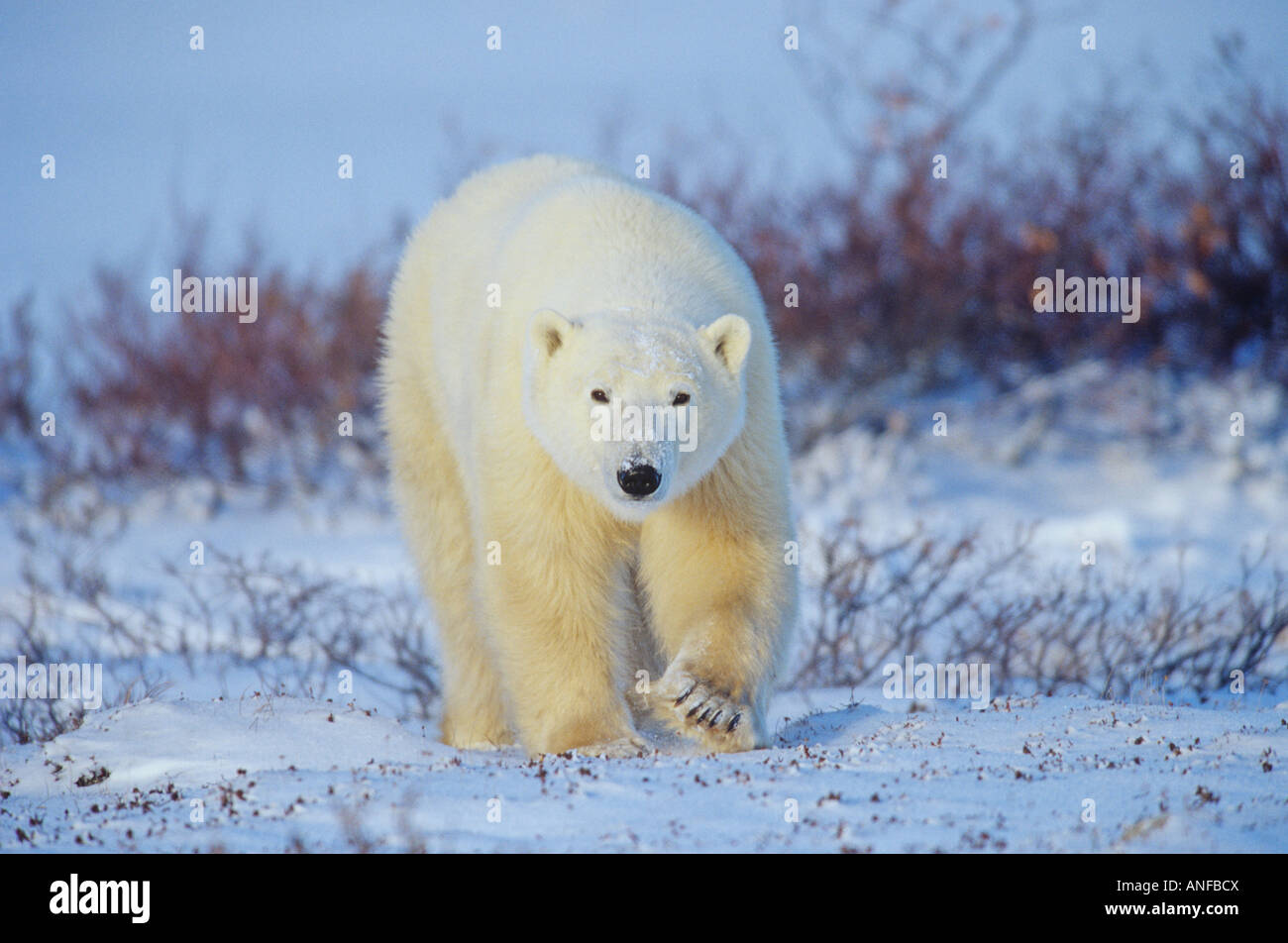 Eisbären, Churchill, Manitoba, Kanada. Stockfoto