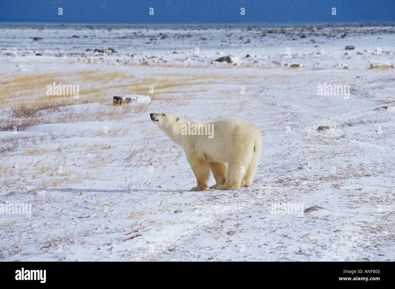 Eisbär in der Tundra, Churchill, Manitoba, Kanada. Stockfoto