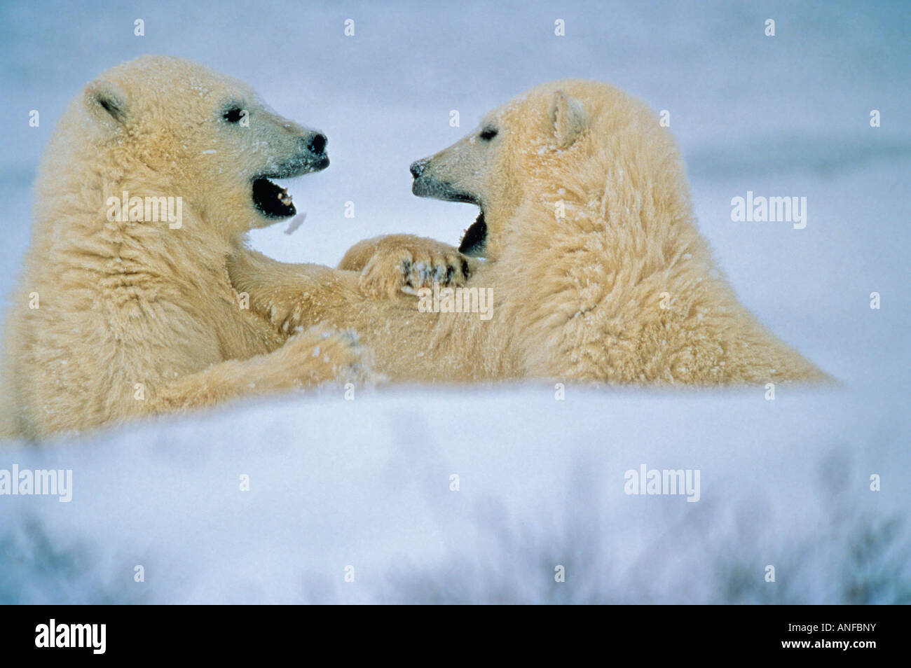 Polar Bear Cubs sparsam, Churchill, Manitoba, Kanada. Stockfoto