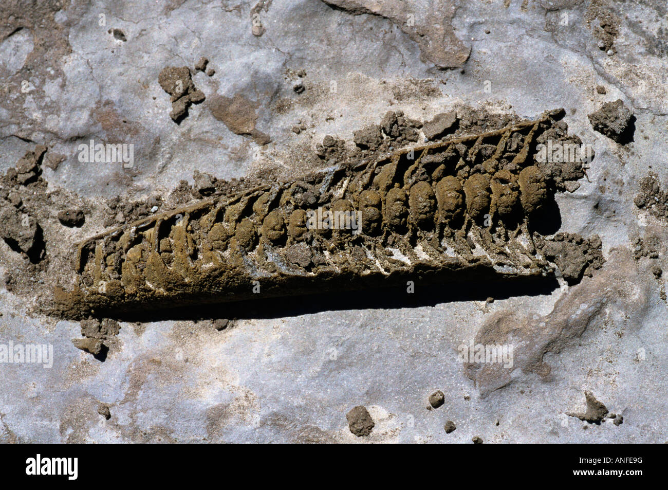 Fossile MOLLUSKEN, Main Brook, Neufundland und Labrador, Kanada Stockfoto