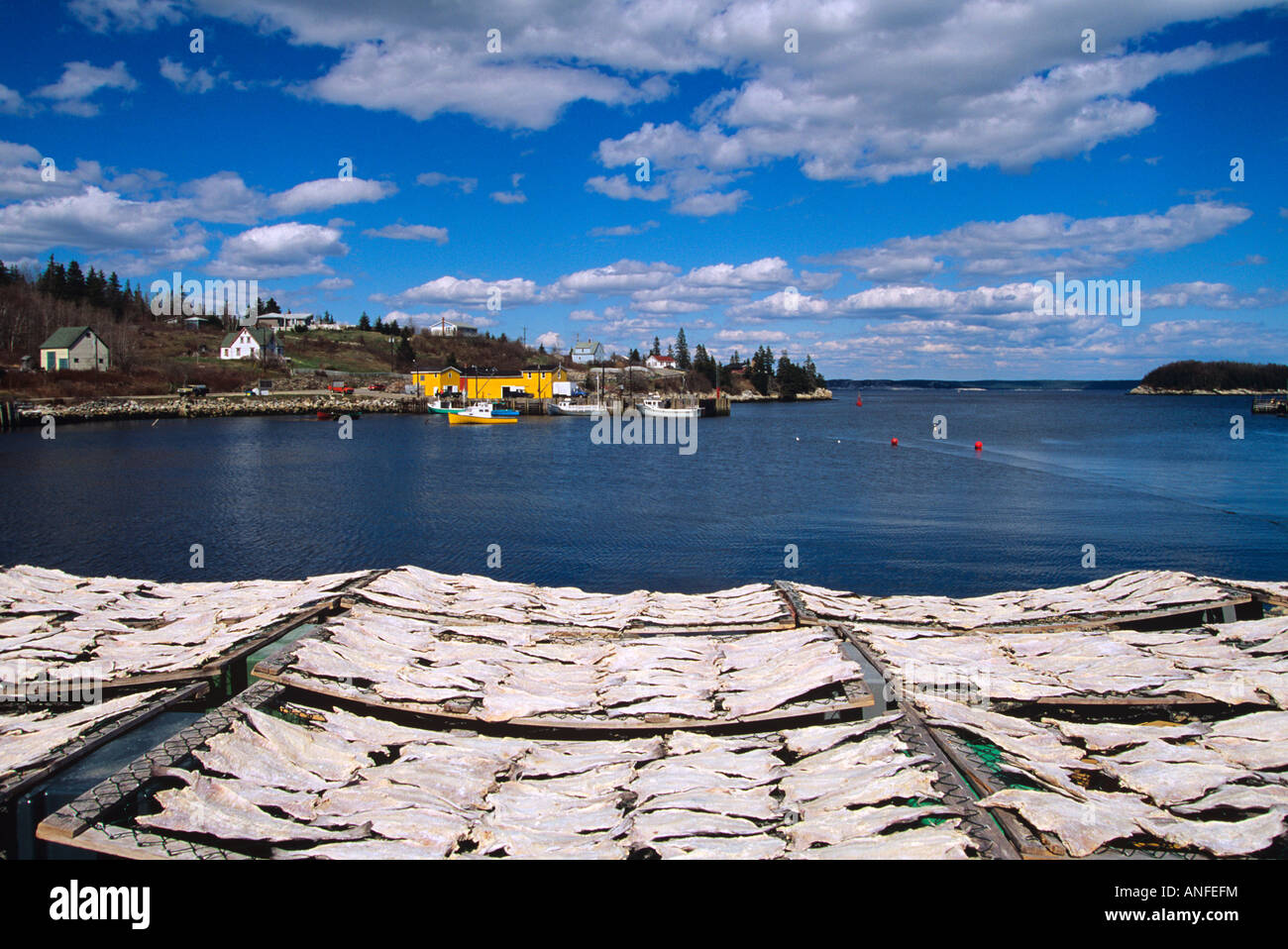 Trocknung, Kabeljau, North West Cove, St. Margarets Bay, Nova Scotia, Kanada Stockfoto
