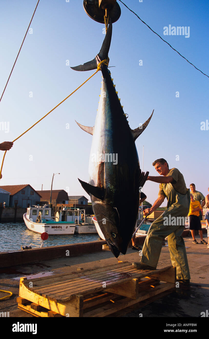 Vorbereitung Blauflossenthun (Thunnus Thynnus) für den Versand, North Lake, Prince Edward Island, Canada Stockfoto