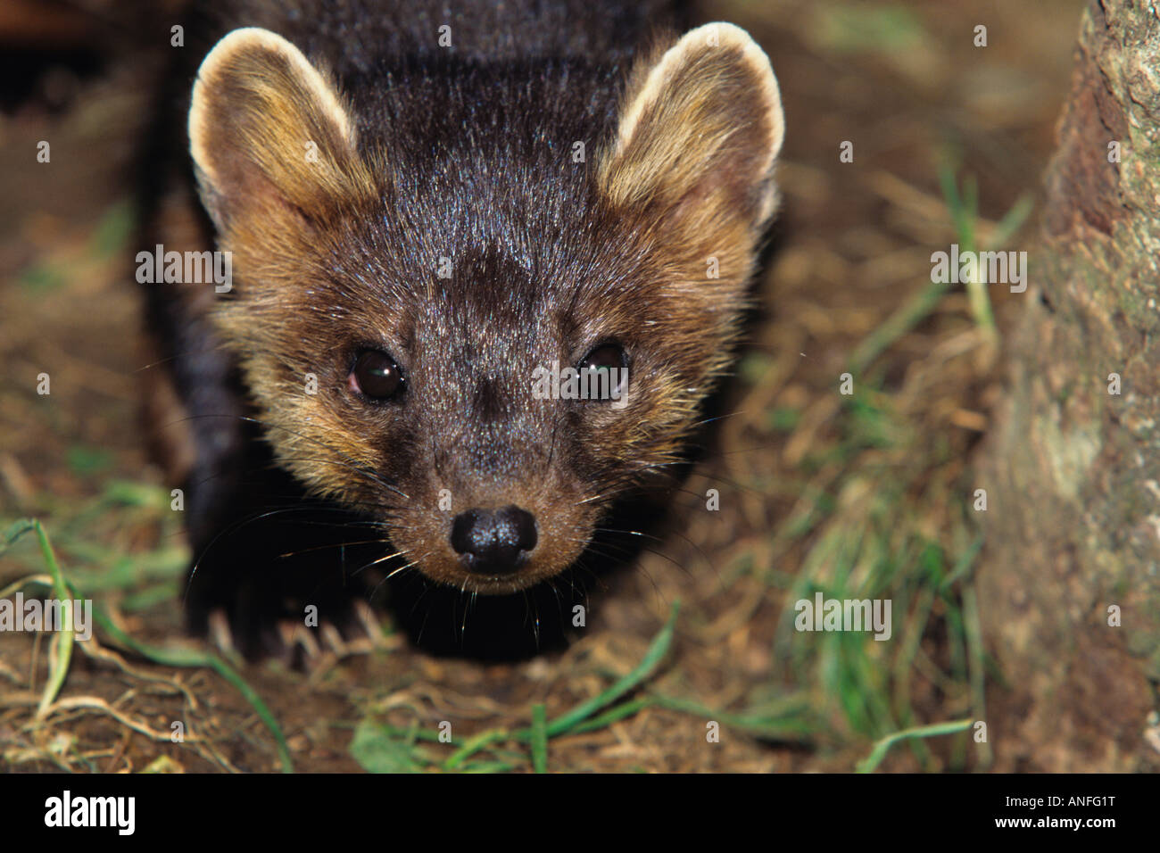 Baummarder (Martes Americana) oder amerikanische Zobel, Kanada Stockfoto