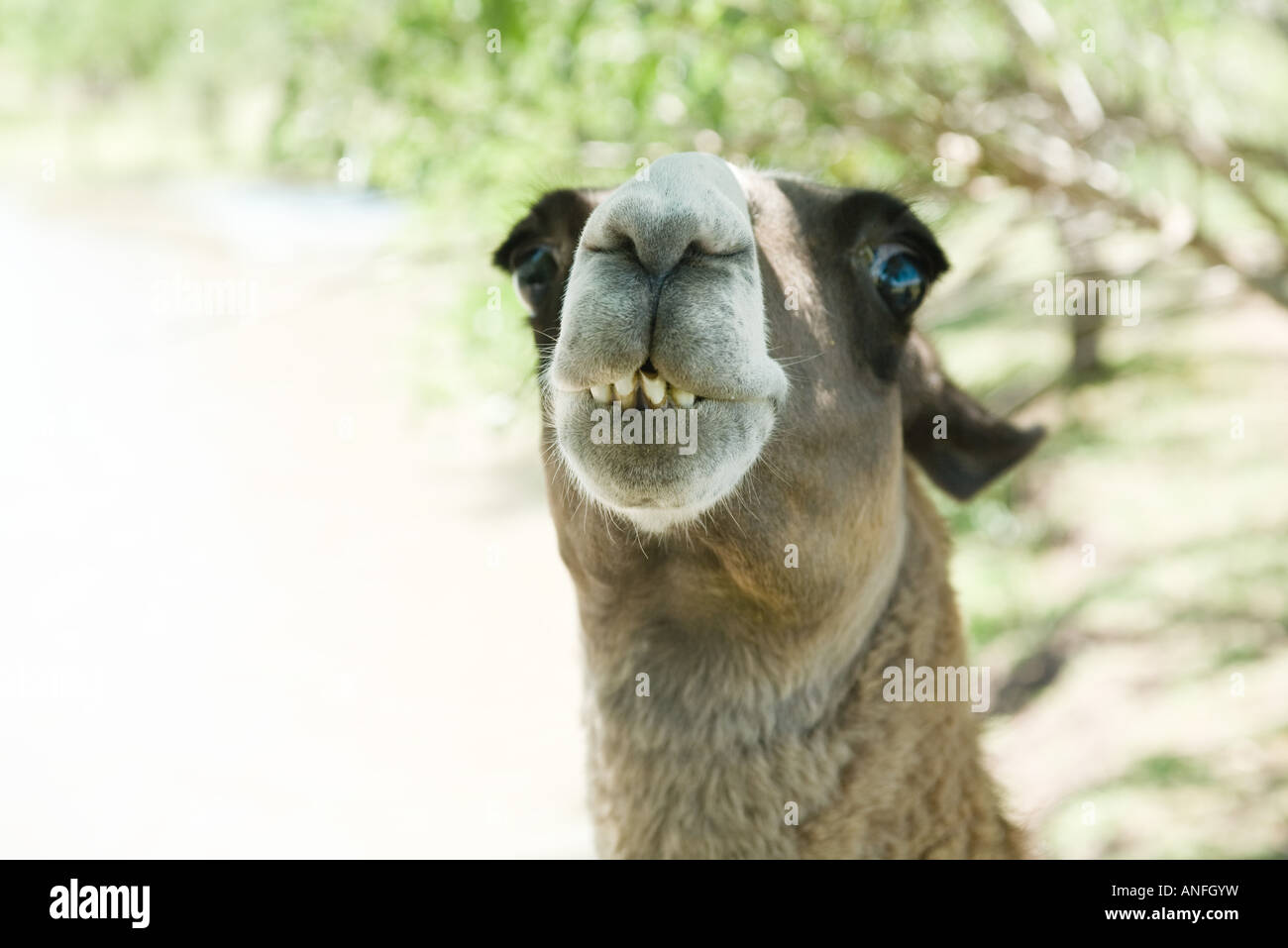 Lama, Blick in die Kamera, beschnitten Ansicht Stockfoto