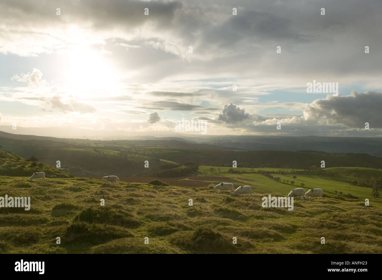 Schwarze Berge Wales Schafbeweidung am Sonnenhang Stockfoto