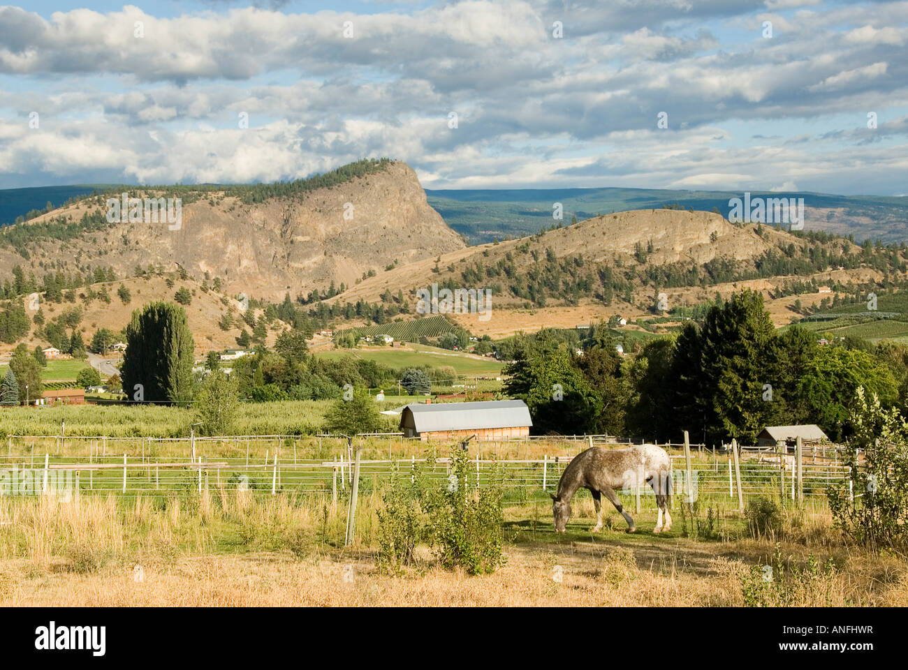 Ein Pferd grast unter Riesen Kopf Berg, mit Blick auf Obst- und Weingärten in Summerland, Thompson-Okanagan, Britisch-Kolumbien Stockfoto