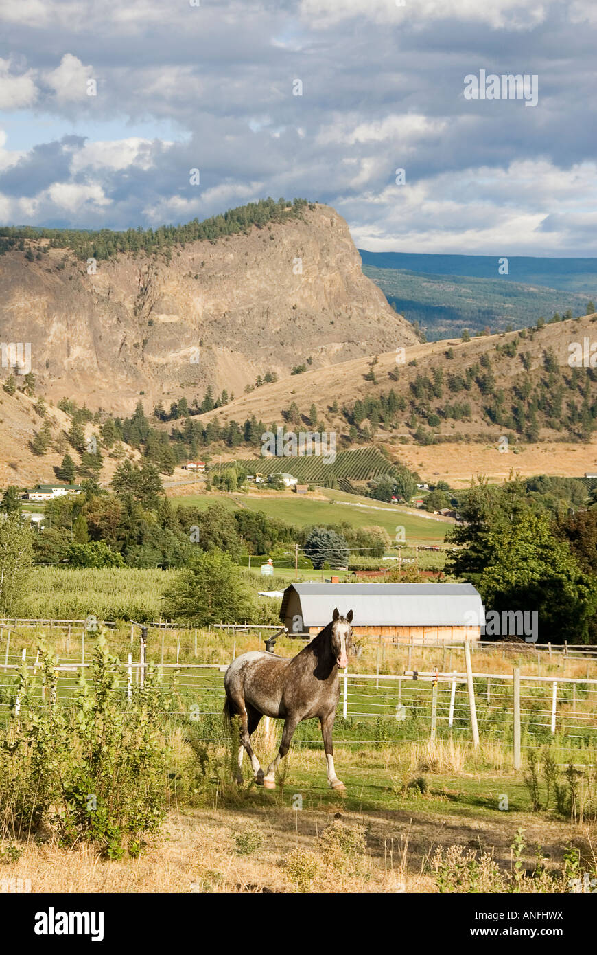 Ein Pferd grast unter Riesen Kopf Berg, mit Blick auf Obst- und Weingärten in Summerland, Thompson-Okanagan, Britisch-Kolumbien Stockfoto