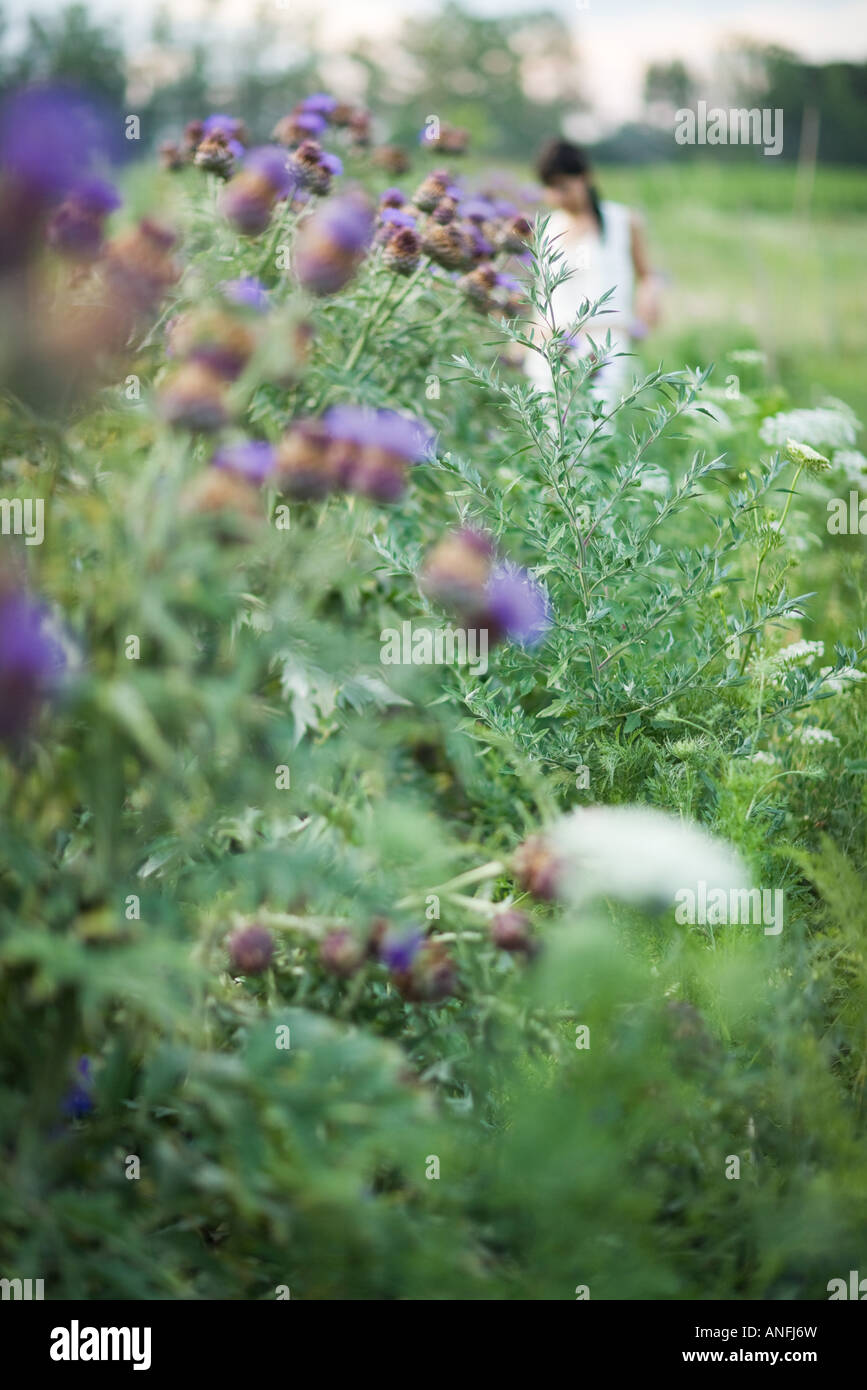 Junge Frau im Garten in unscharf Mitte Abstand, Fokus auf Distel Blumen Stockfoto