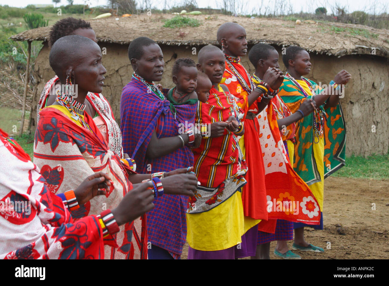 Massai-Frauen in traditioneller Tracht willkommen tanzen und singen im Dorf Masai Mara Kenia in Ostafrika Stockfoto