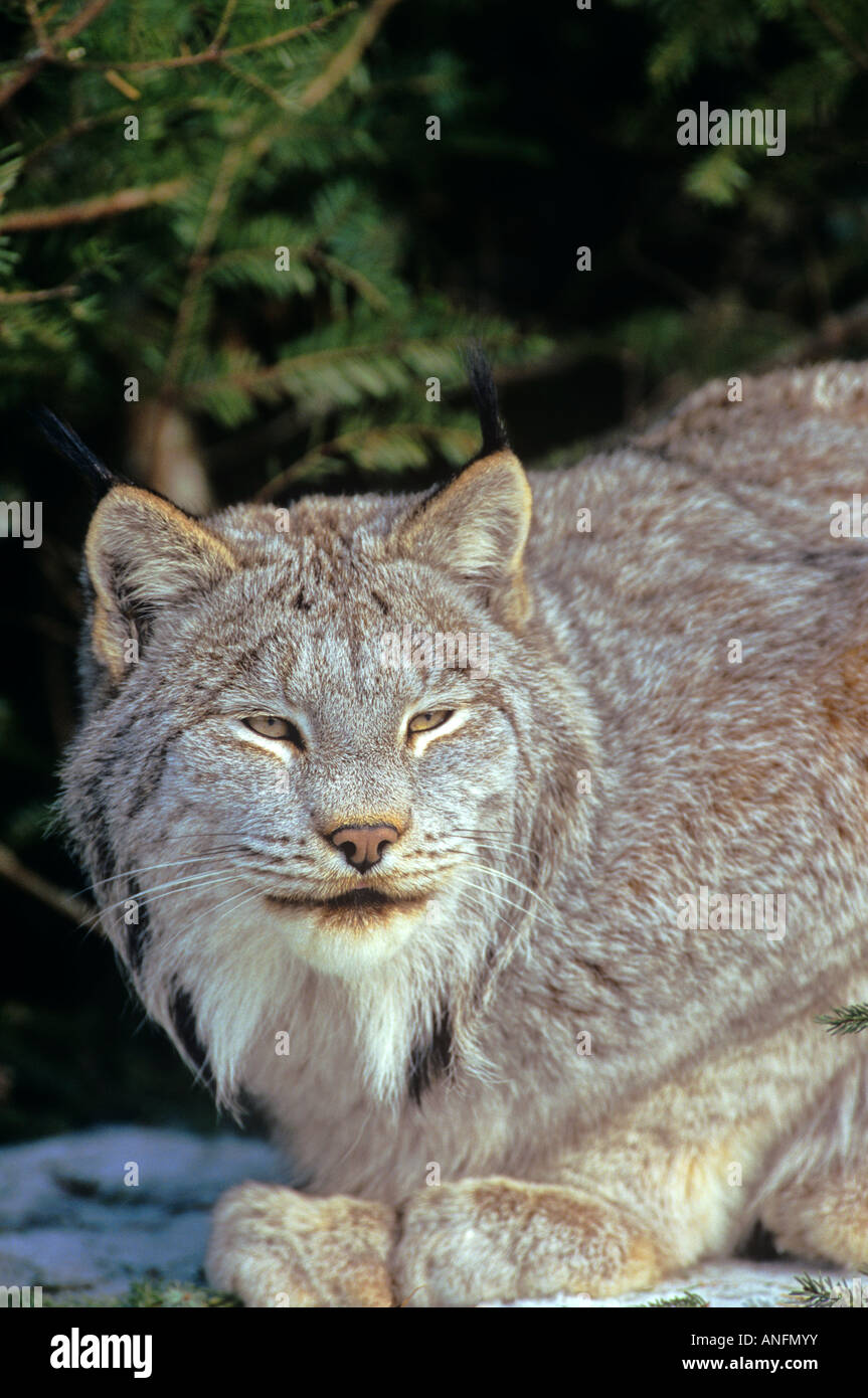 Eine nordamerikanische Luchs, Kanada. Stockfoto