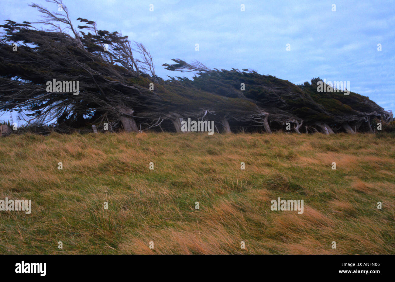 Wind fegte Bäume, Neuseeland Stockfoto