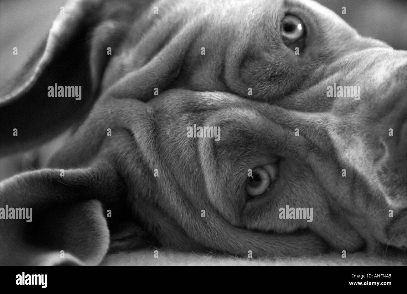 Nahaufnahme von Mastino Napoletano Hund liegend Stockfoto
