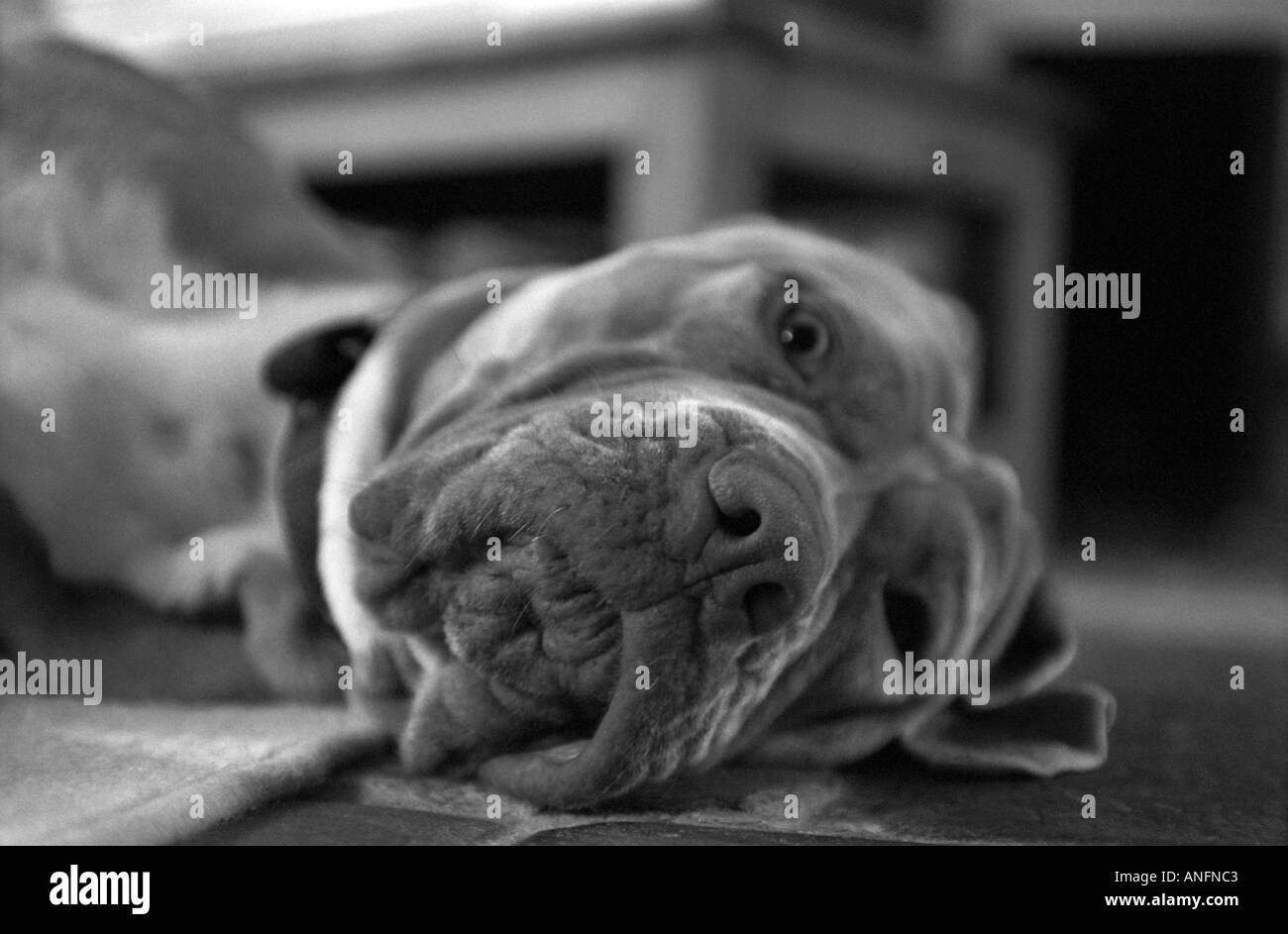 Mastino Napoletano Hund liegend Stockfoto