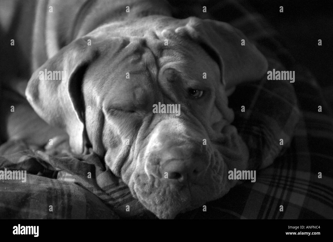 Mastino Napoletano Hund mit einem offenen Auge Stockfoto