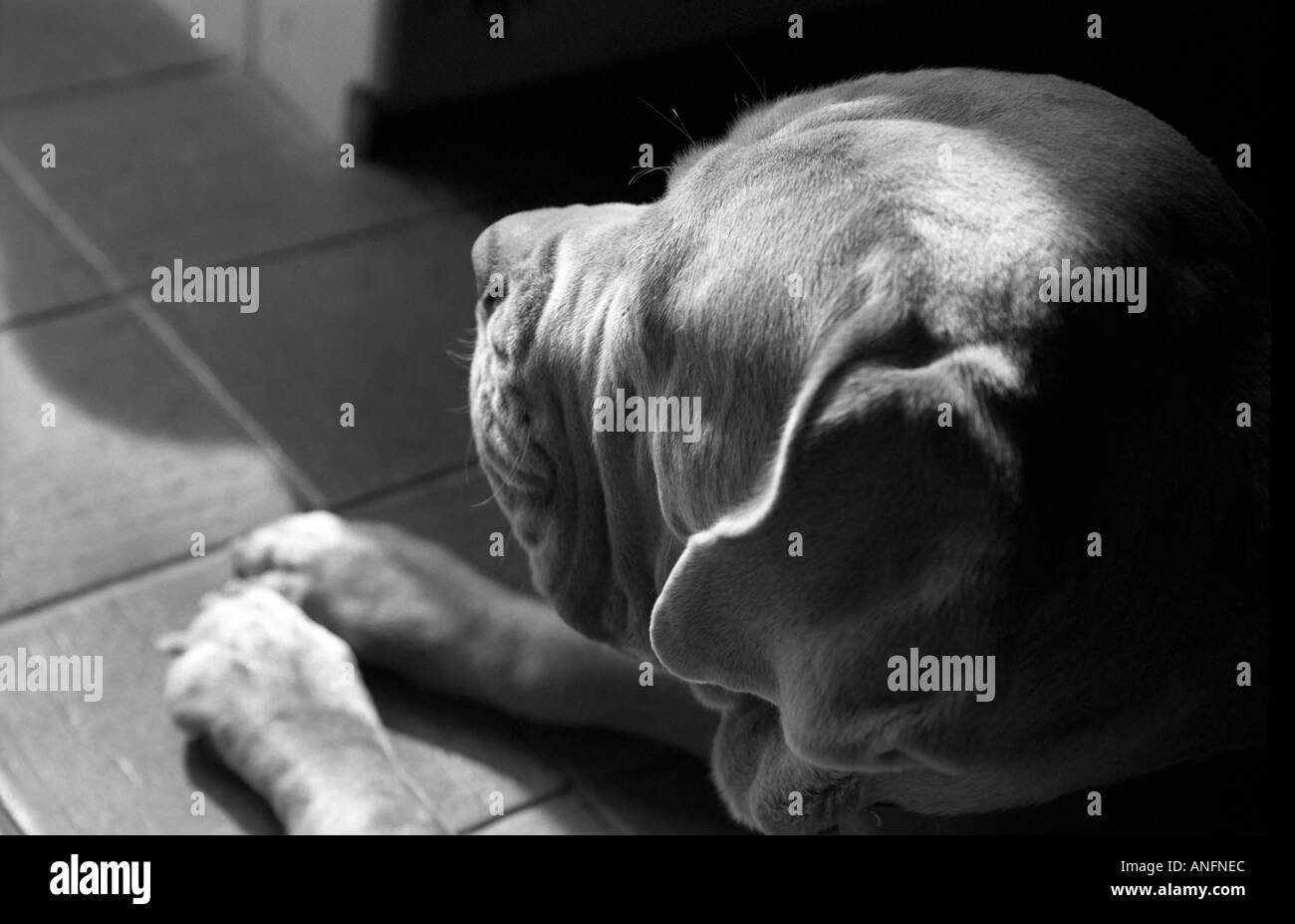 Mastino Napoletano Hund wartet geduldig Stockfoto