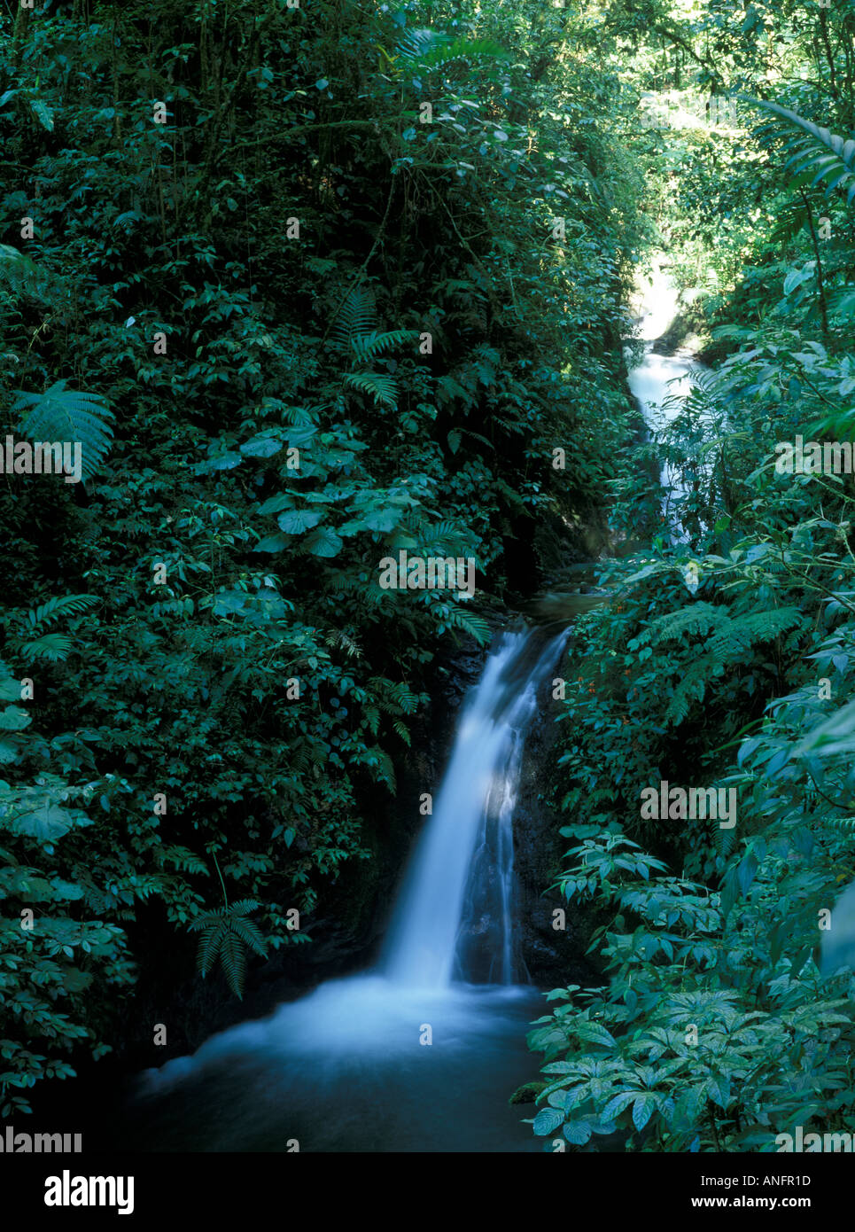 Nebelwald Wasserfall und dichten tropischen Vegetation Monteverde Reservat Costa Rica Mittelamerika Stockfoto