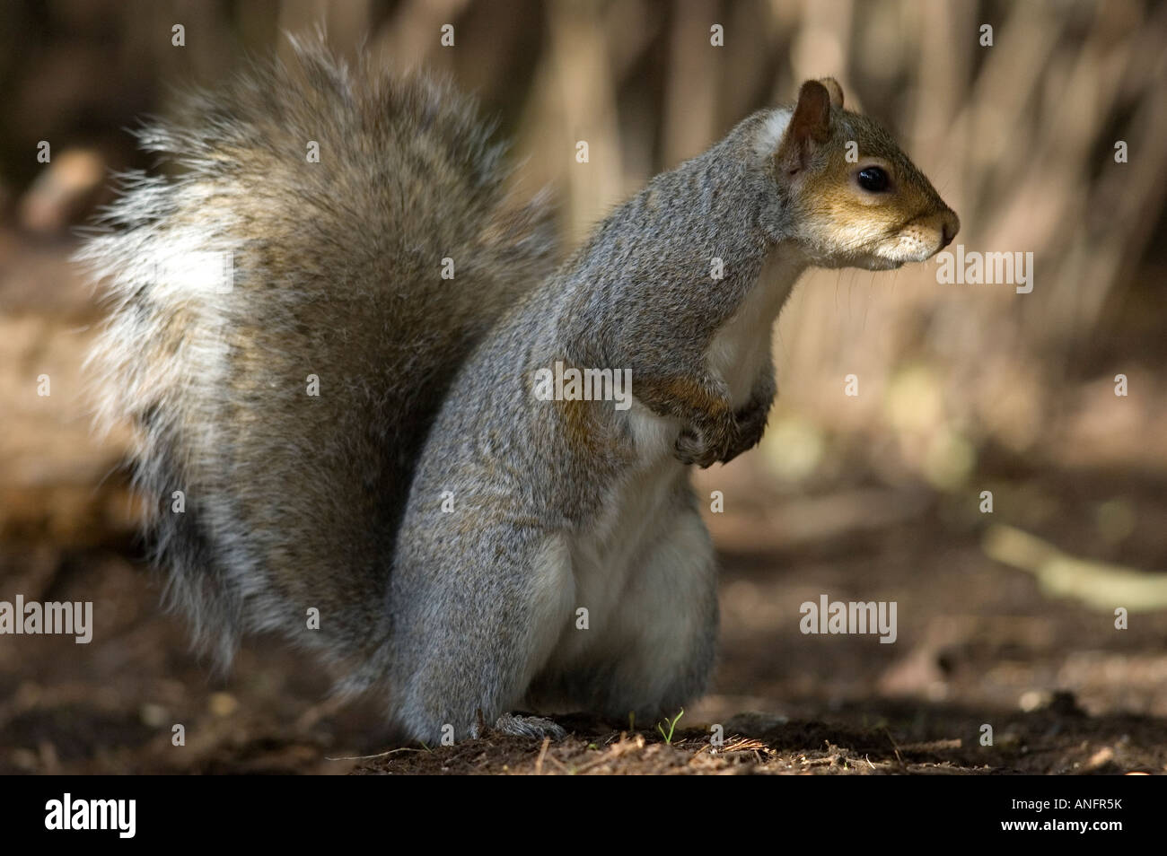 Graue Eichhörnchen, Ostkanada Stockfoto
