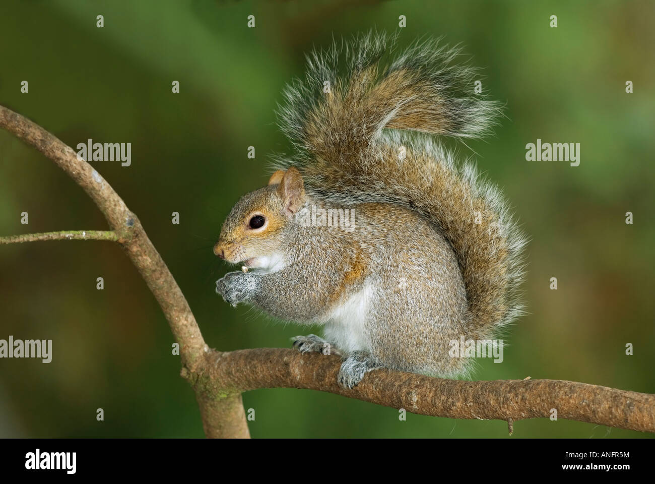Graue Eichhörnchen, Ostkanada Stockfoto