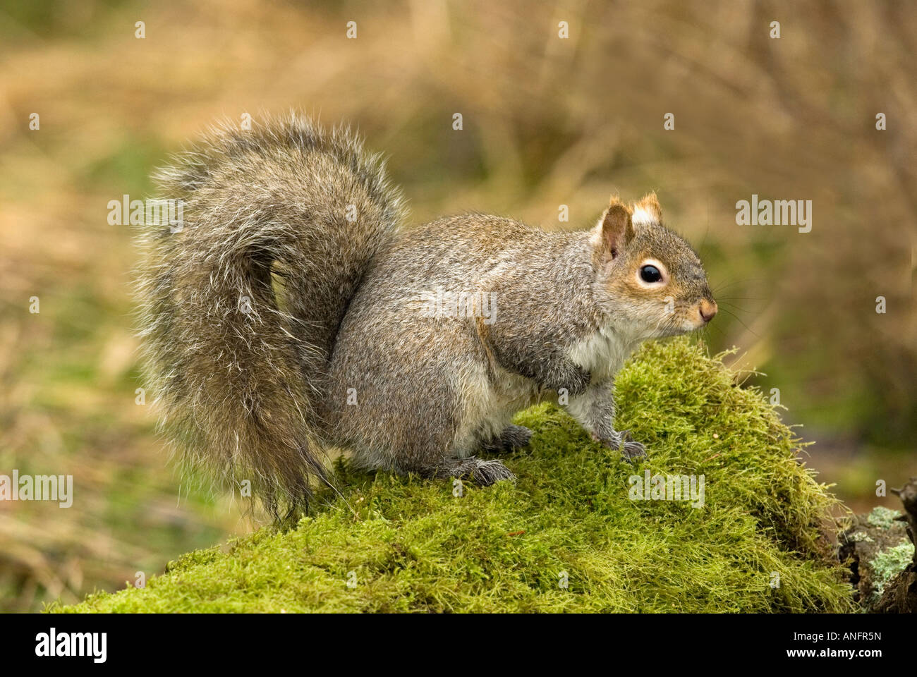 Graue Eichhörnchen, Ostkanada Stockfoto