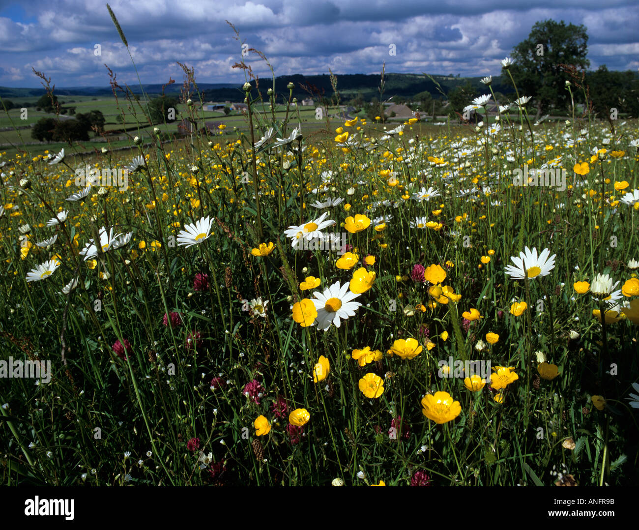 Artenreiche Heu Wiese, Peak District National Park, Derbyshire Stockfoto
