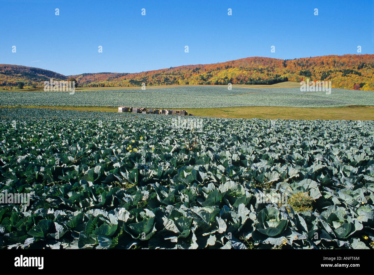 Kohl Felder bereit für die Ernte geringer Blomidon, Nova Scotia, Kanada. Stockfoto